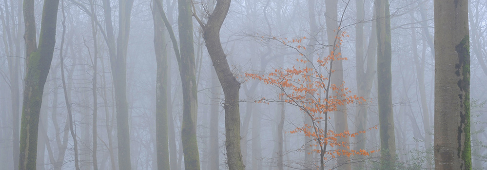 Winter Misty Forest, Bramshaw Wood